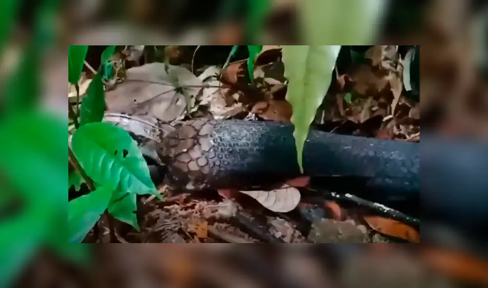 YouTube viral: pitón y culebra tienen un brutal enfrentamiento que remeció a las redes