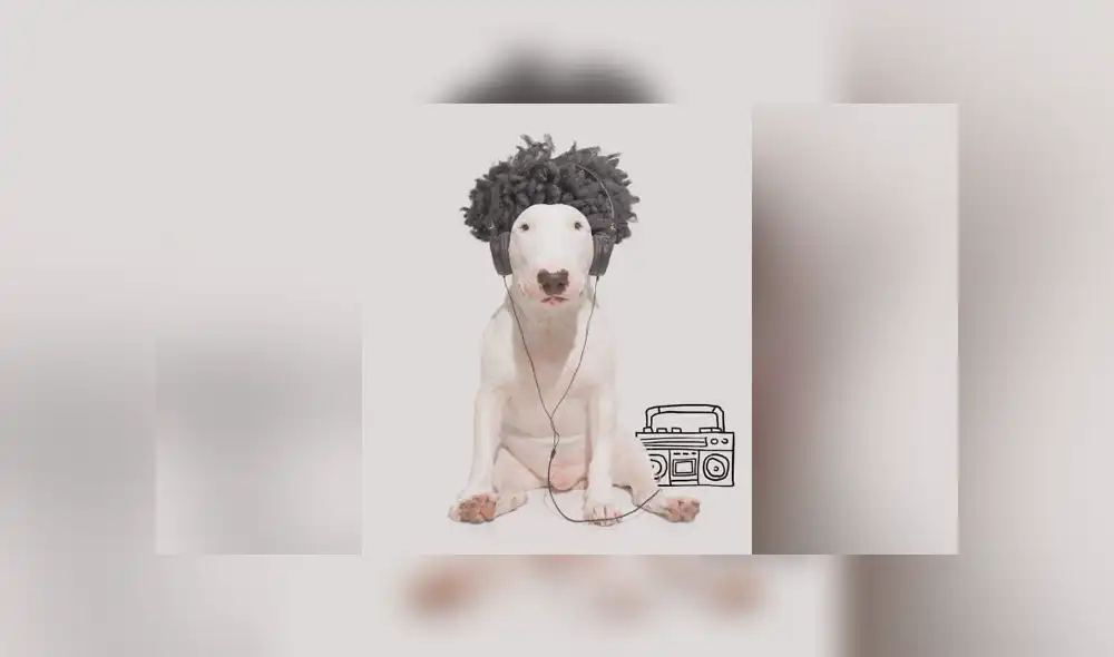 Facebook viral: le hace sesión fotográfica a su perro y divertido resultado enternece a miles Facebook viral: le hace sesión fotográfica a su perro y divertido resultado enternece a miles