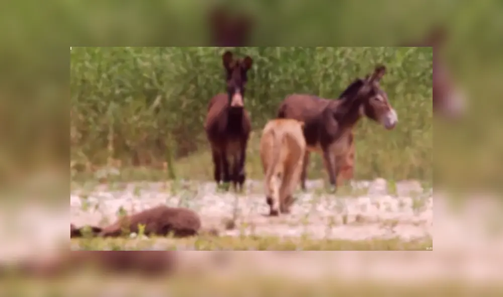 Los inocentes burros no tienen el instinto de huir de los feroces depredadores, por lo que sucumbieron ante ellos. Foto: captura. Los inocentes burros no tienen el instinto de huir de los feroces depredadores, por lo que sucumbieron ante ellos. Foto: captura.