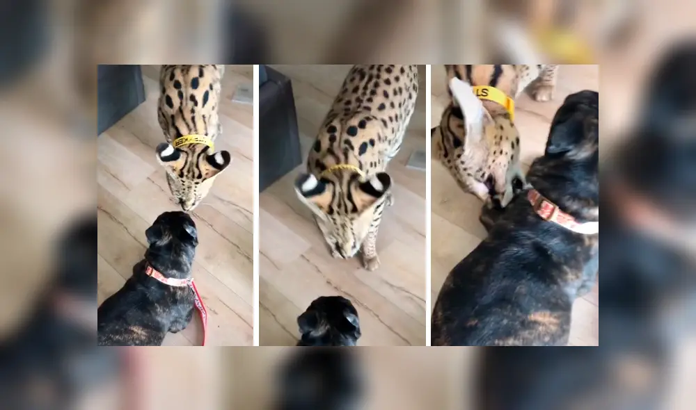 Desliza la imagen compartida en YouTube para verlas todas.