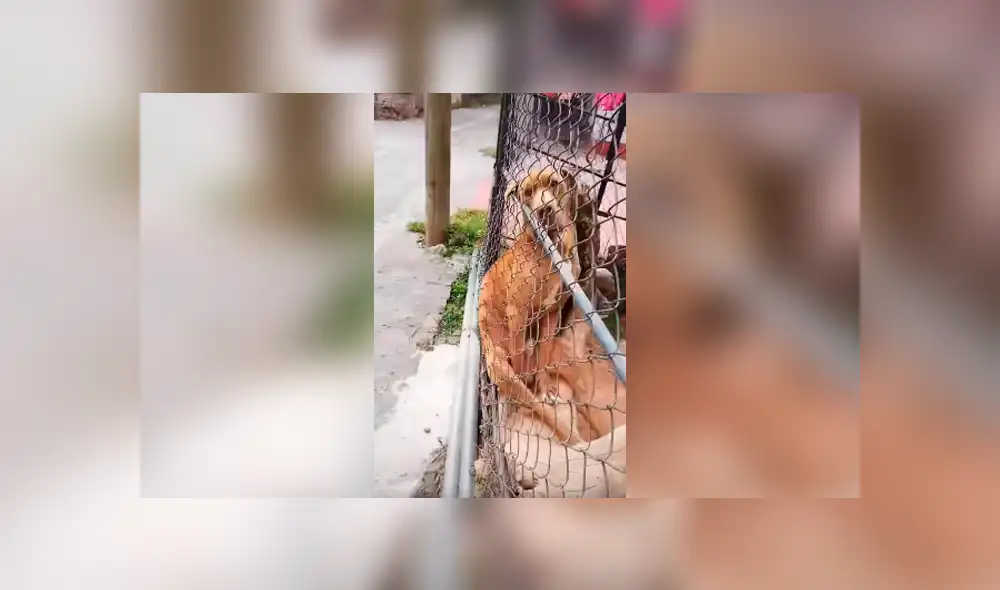 Desliza las imágenes para observar el inesperado comportamiento de un perro al notar la presencia de un joven. Desliza las imágenes para observar el inesperado comportamiento de un perro al notar la presencia de un joven.