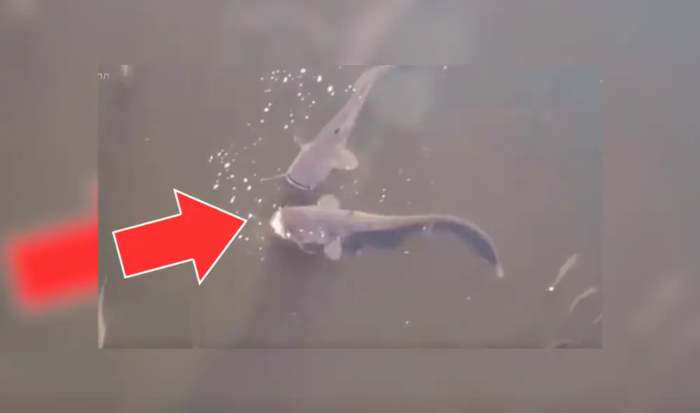 YouTube: ¿Pescador captura a extrañas especies en río de Chérnobil?