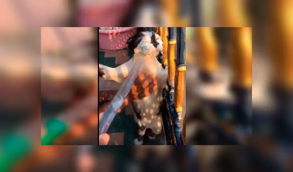 En Facebook, un gato tuvo una inesperada reacción cuando su dueña decidió bañarlo al verlo sucio.