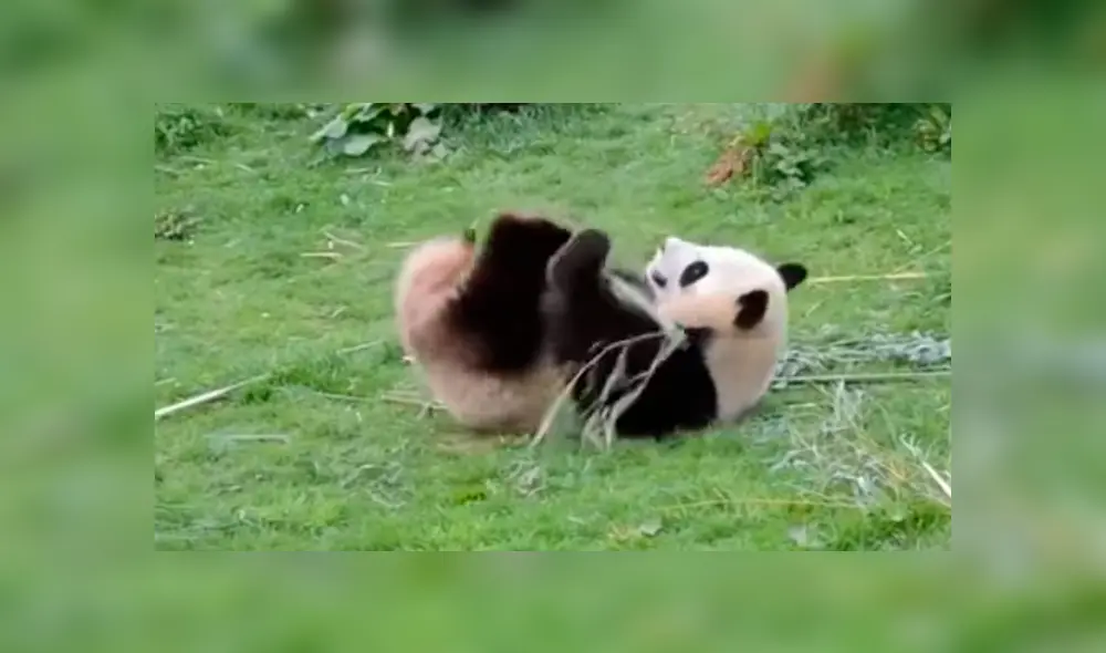 En Facebook, los usuarios compararon a un oso panda con el personaje de la famosa cinta animada.