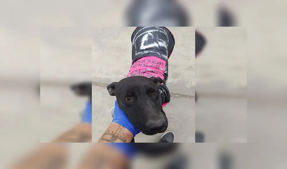 Joven crea iniciativa para abrigar a perros callejeros [VIDEO]