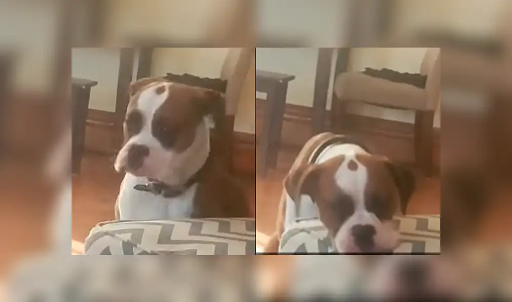 Desliza a la izquierda para ver a la tierna mascota durmiendo de pie. (Foto: captura) Desliza a la izquierda para ver a la tierna mascota durmiendo de pie. (Foto: captura)