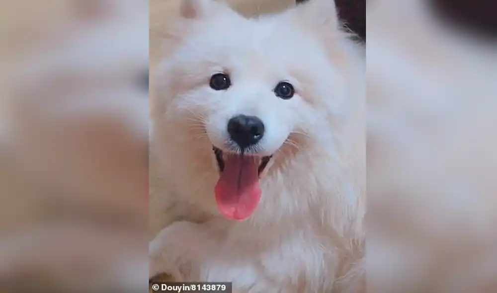 Desliza las imágenes para conocer a Yuan Yuan, el perrito que iba a ser sacrificado y su carne vendida en un mercado chino. Foto: TikTok