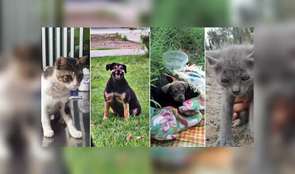 Buscan crear alianza con universidad San Marcos para proteger animales abandonados Buscan crear alianza con universidad San Marcos para proteger animales abandonados