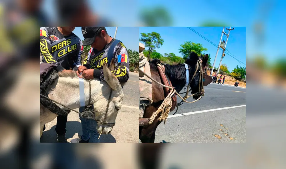 Piura: colocan collar de cinta reflectiva a animales para evitar que mueran atropellados Piura: colocan collar de cinta reflectiva a animales para evitar que mueran atropellados