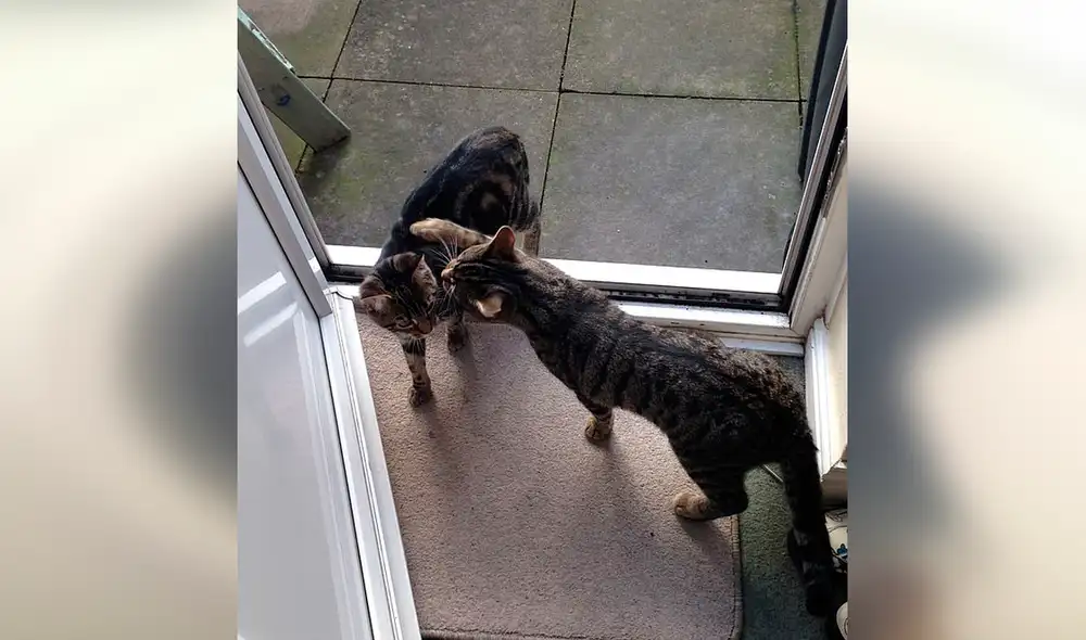 Desliza las imágenes para conocer a los traviesos Caesar y Kimber, una pareja de gatos de seis años oriundos de Inglaterra. Foto: Facebook