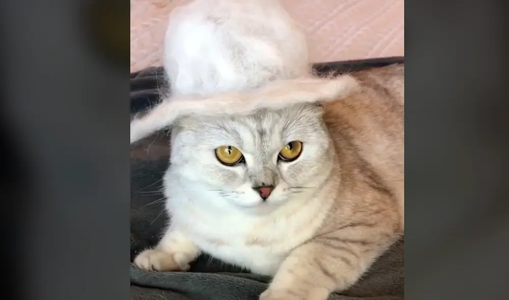 Esta curiosa colección de sombreros consta de cuatro modelos. Foto: sonyakisa8 / TikTok Esta curiosa colección de sombreros consta de cuatro modelos. Foto: sonyakisa8 / TikTok