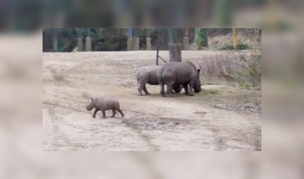 Desliza las imágenes para observar la tierna conducta de un rinoceronte cuando se encuentra por primera vez con otros animales. Desliza las imágenes para observar la tierna conducta de un rinoceronte cuando se encuentra por primera vez con otros animales.