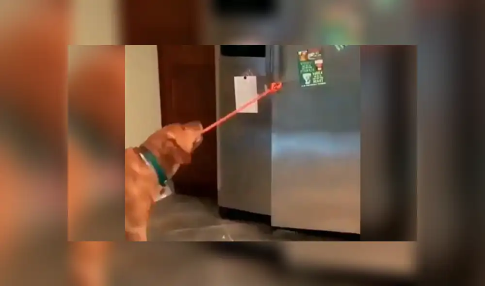 Sorprendente video viral en que perro entrega la cerveza a su dueño.