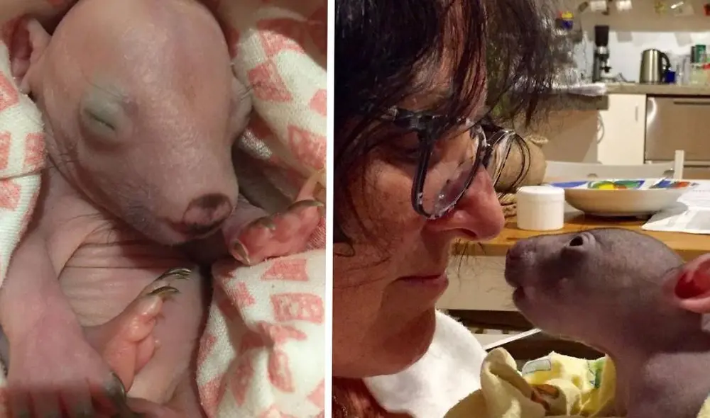 Desliza para ver la historia de la pequeña wombat. Foto: Instagram/@crazy_wombat_lady