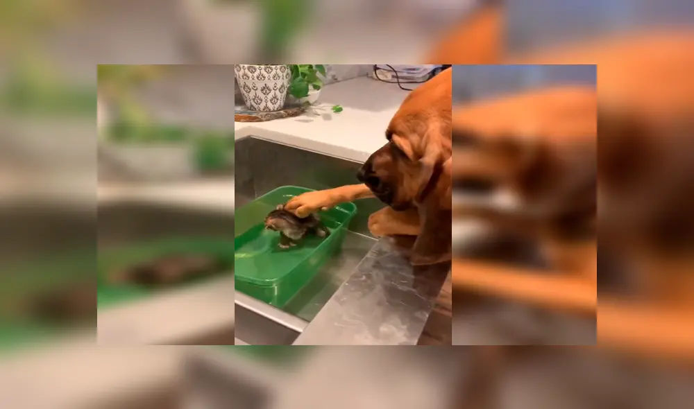 En YouTube, un perro se emocionó al conocer su ‘nuevo amigo’ que adoptó su dueño en un albergue. En YouTube, un perro se emocionó al conocer su ‘nuevo amigo’ que adoptó su dueño en un albergue.