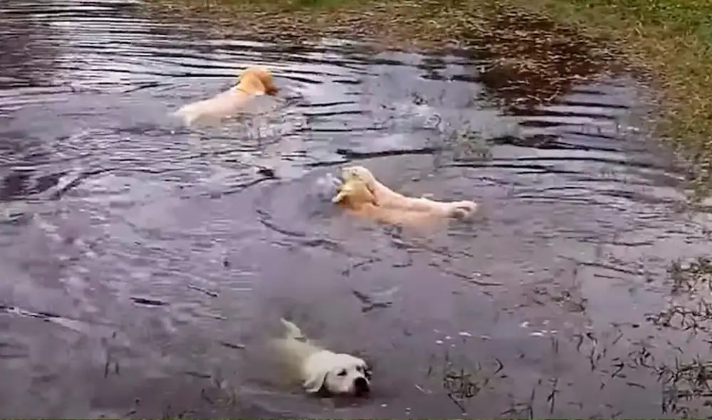 El labrador llevó a sus cachorros al estanque. Foto: YouTube/Zoorprendente