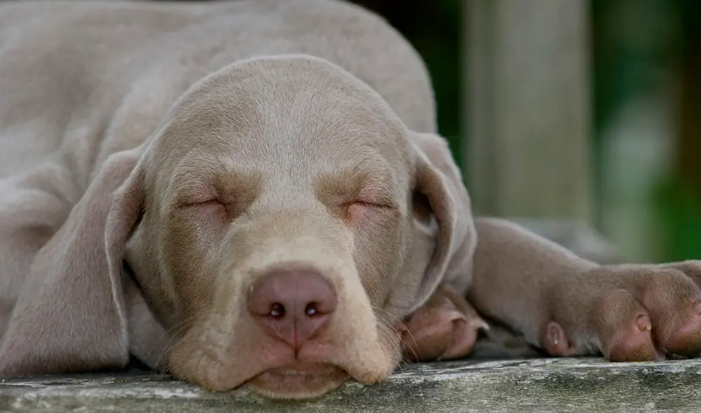 Perro impacta a miles de usuarios con peculiar forma de dormir. Foto: Internet Perro impacta a miles de usuarios con peculiar forma de dormir. Foto: Internet