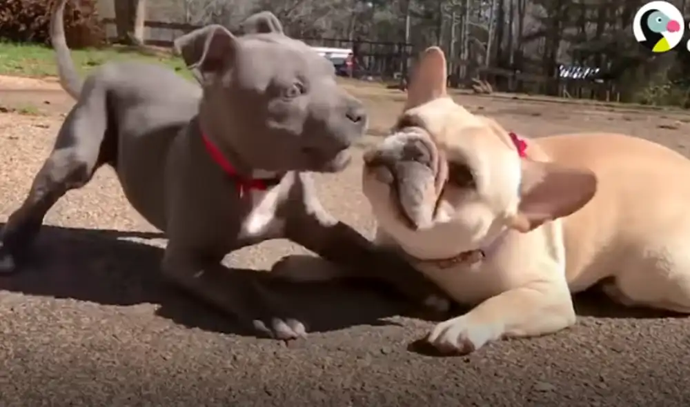 Desliza hacia la izquierda para ver las imágenes del viral de YouTube. Foto: El Dodo.