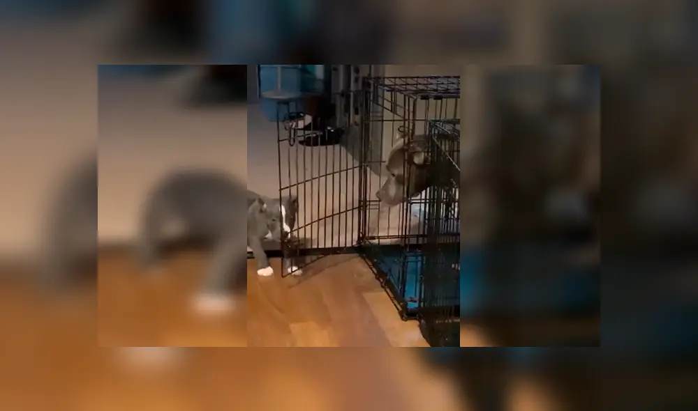 Desliza las imágenes para observar la emotiva acción de un cachorro para ayudar a su padre que fue castigado.