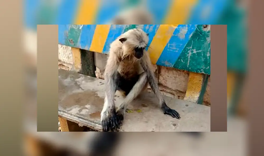 Desliza a la izquierda para ver más fotos de estos tiernos monos. (Foto: Facebook) Desliza a la izquierda para ver más fotos de estos tiernos monos. (Foto: Facebook)