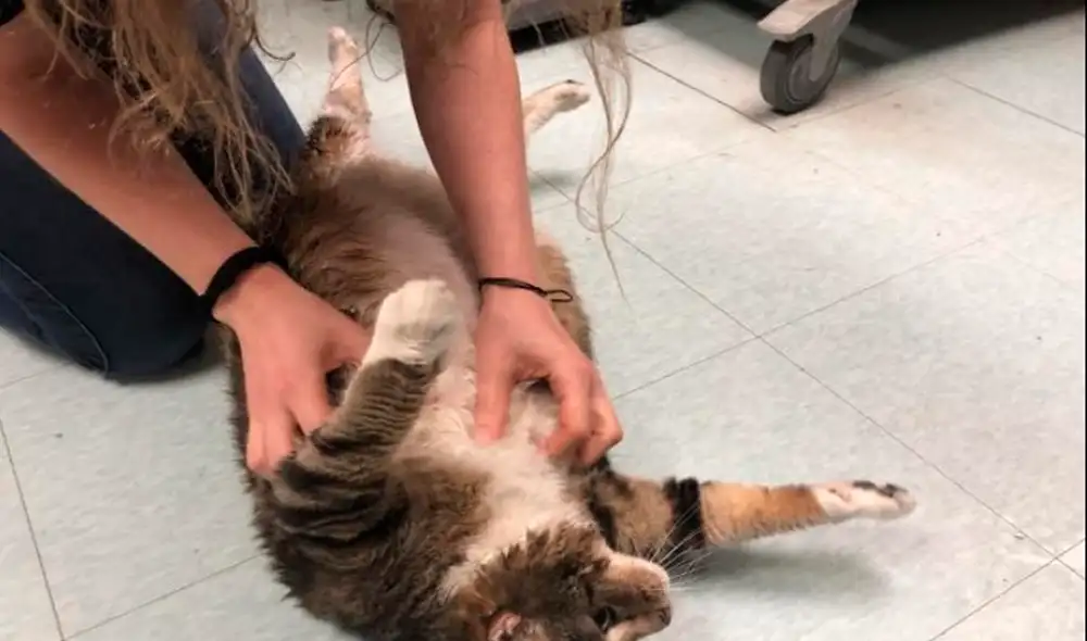 Facebook - gato Facebook - gato