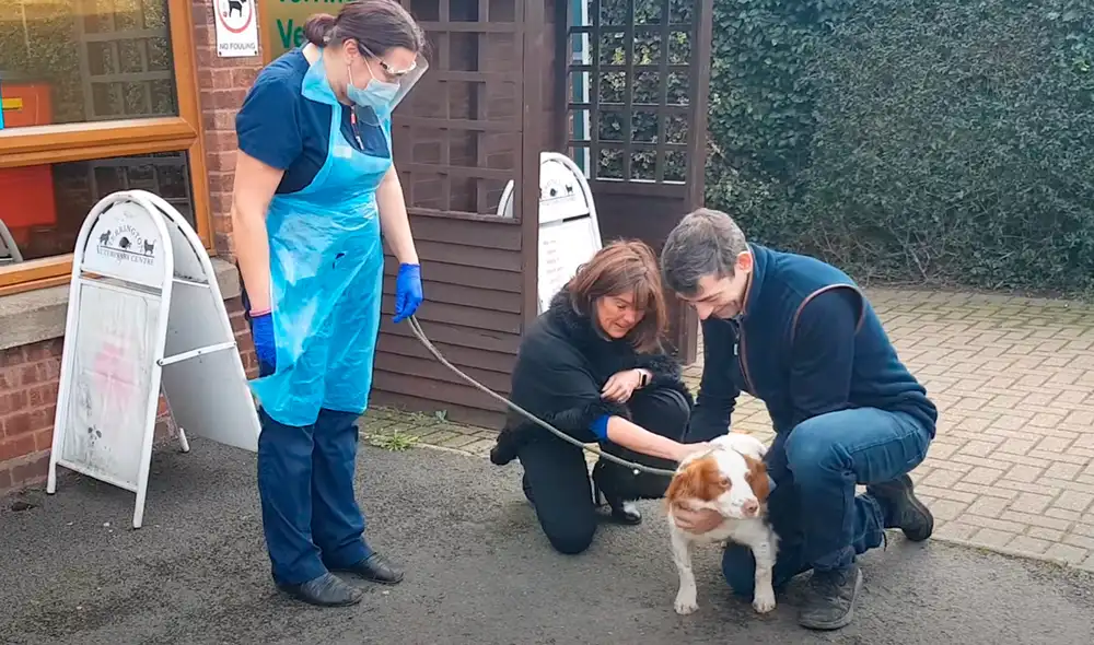 La perrita fue hallada gracias al microchip que poseía. Foto: Ben Hardy / YouTube