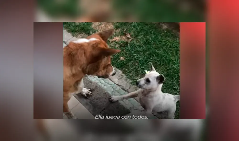 Desliza hacia la izquierda para ver las conmovedoras imágenes del viral de YouTube. Foto: El Dodo Desliza hacia la izquierda para ver las conmovedoras imágenes del viral de YouTube. Foto: El Dodo