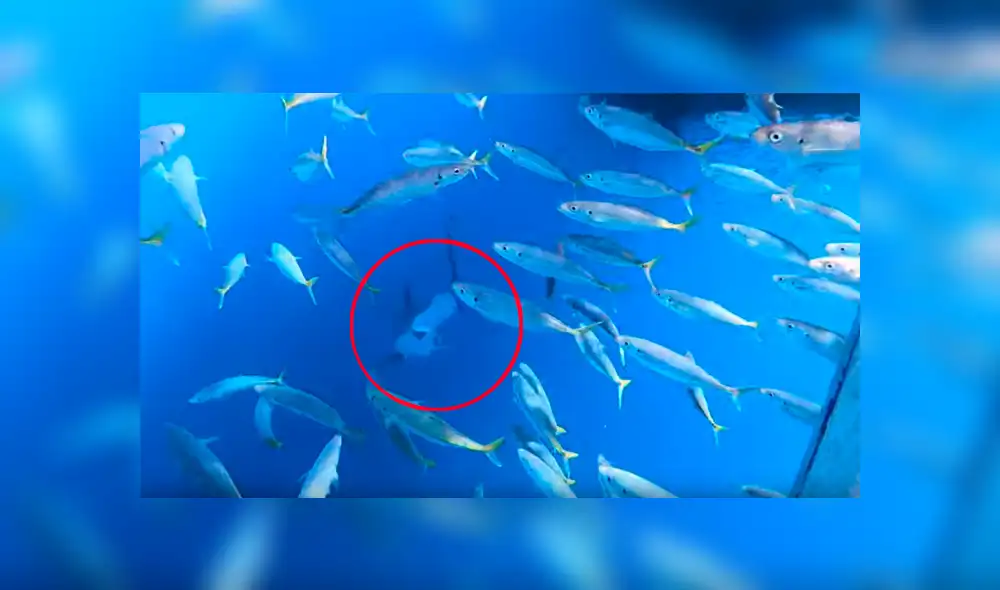 Facebook viral: hombre se mete al mar, sin imaginar que hambrienta criatura lo atacaría por detrás [VIDEO] 