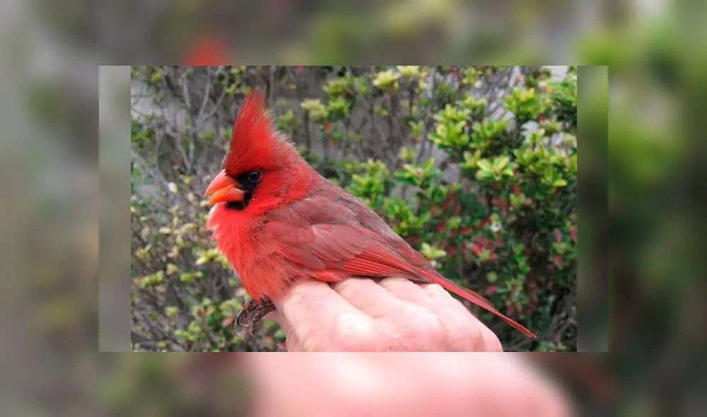 El cardenal del norte fue visto en Texas, y posee dos sexos debido a una malformación genética. Foto: Difusión
