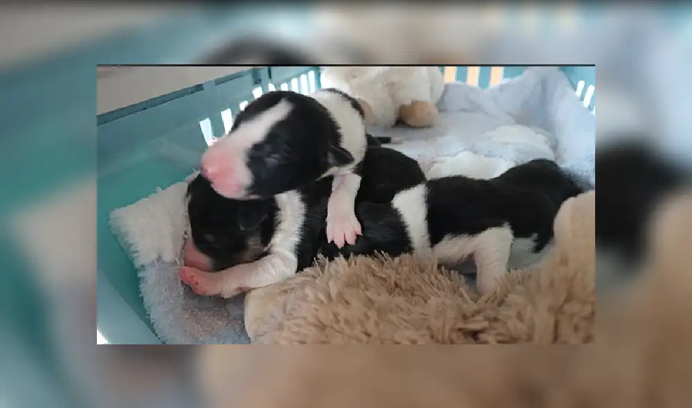 Desliza para ver más imágenes sobre este conmovedor rescate de tres perros bebés. (Foto: Facebook/ISPCA)