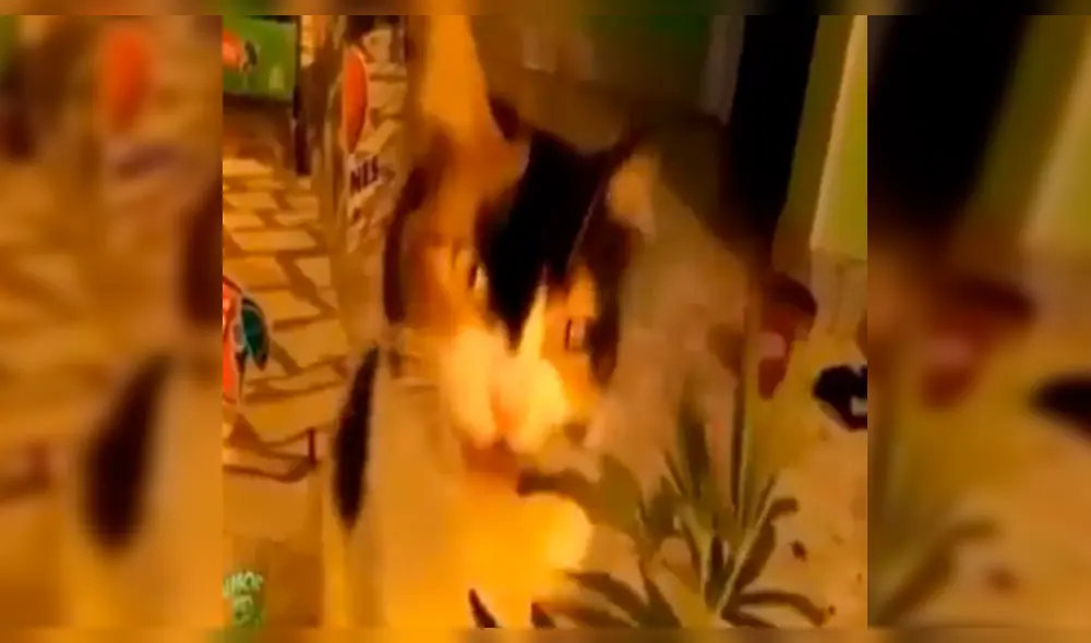 Facebook viral: Gato come planta de marihuana y nadie imaginó cómo reaccionaría [VIDEO]