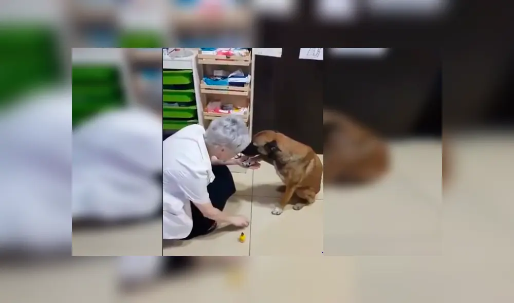 Un perro de la calle protagonizó un conmovedor video viral de Facebook, tras la tierna reacción que tuvo con una farmacéutica, quien le curó una de sus patas heridas Un perro de la calle protagonizó un conmovedor video viral de Facebook, tras la tierna reacción que tuvo con una farmacéutica, quien le curó una de sus patas heridas
