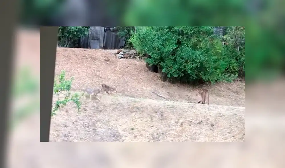 Video se viralizó en YouTube. Una mujer quedó aterrada luego de asomarse por su ventana y encontrar a una manada de perros salvajes enfrentándose a un puma.