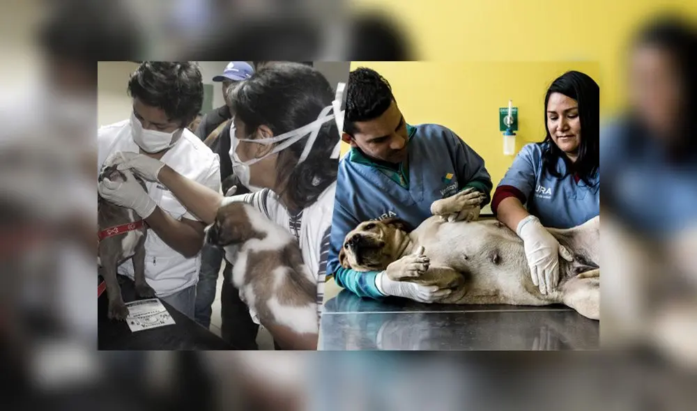 El 8 de julio de cada año se reconoce el trabajo que realizan los veterinarios en el cuidado de los animales. (Foto: John Reyes Mejia)