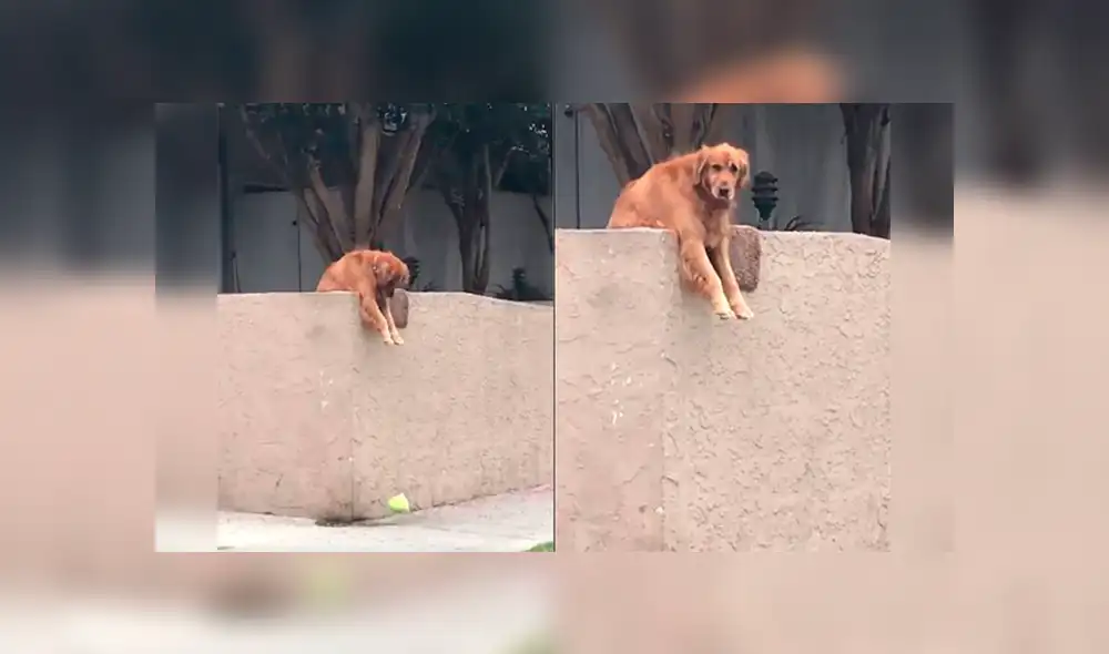 Facebook: conoce la triste historia del perro que lanza su juguete fuera de casa todos los días