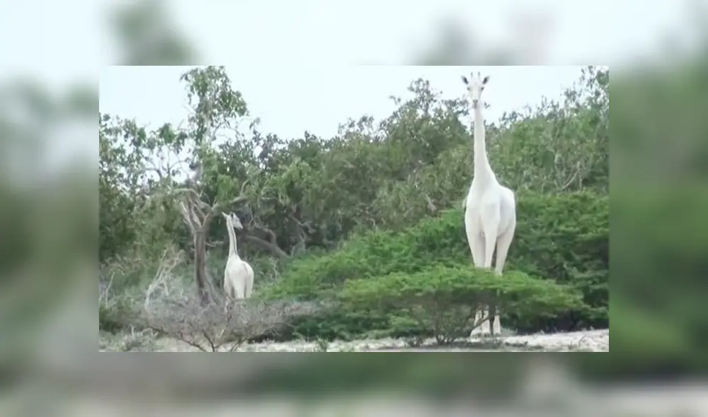 Una jirafa blanca hembra y su cría son asesinadas por cazadores furtivos