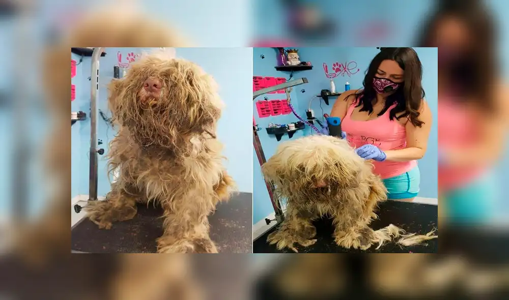 Facebook: encontró a perro en pésimas condiciones, lo atendió y esta es su transformación Facebook: encontró a perro en pésimas condiciones, lo atendió y esta es su transformación