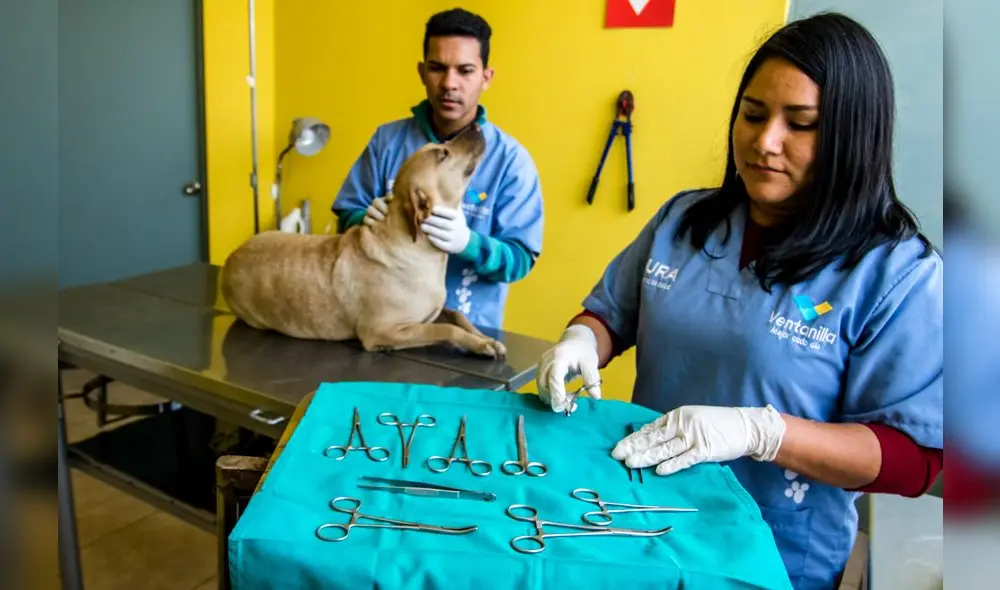 Veterinarios de la clínica municipal de Ventanilla con Ruby, recogida en la playa. Veterinarios de la clínica municipal de Ventanilla con Ruby, recogida en la playa.