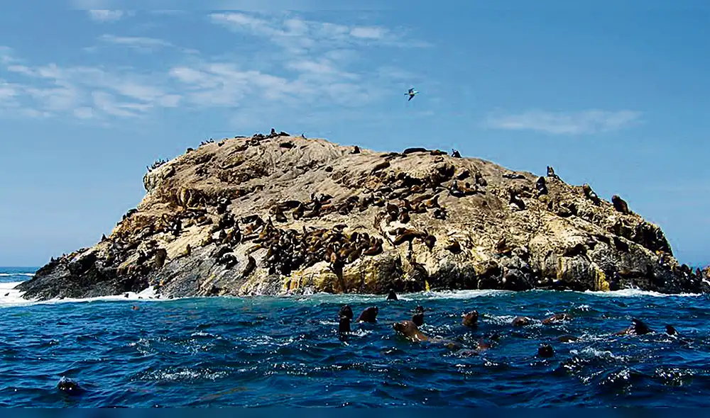 Islas Guañape, otra opción turística en región La Libertad 