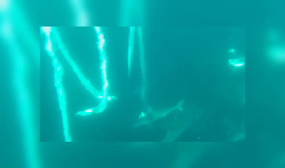 En YouTube, un hombre se salvó de morir por su rápida acción al impedir que una gigantesca ballena se lo ‘trague’. En YouTube, un hombre se salvó de morir por su rápida acción al impedir que una gigantesca ballena se lo ‘trague’.