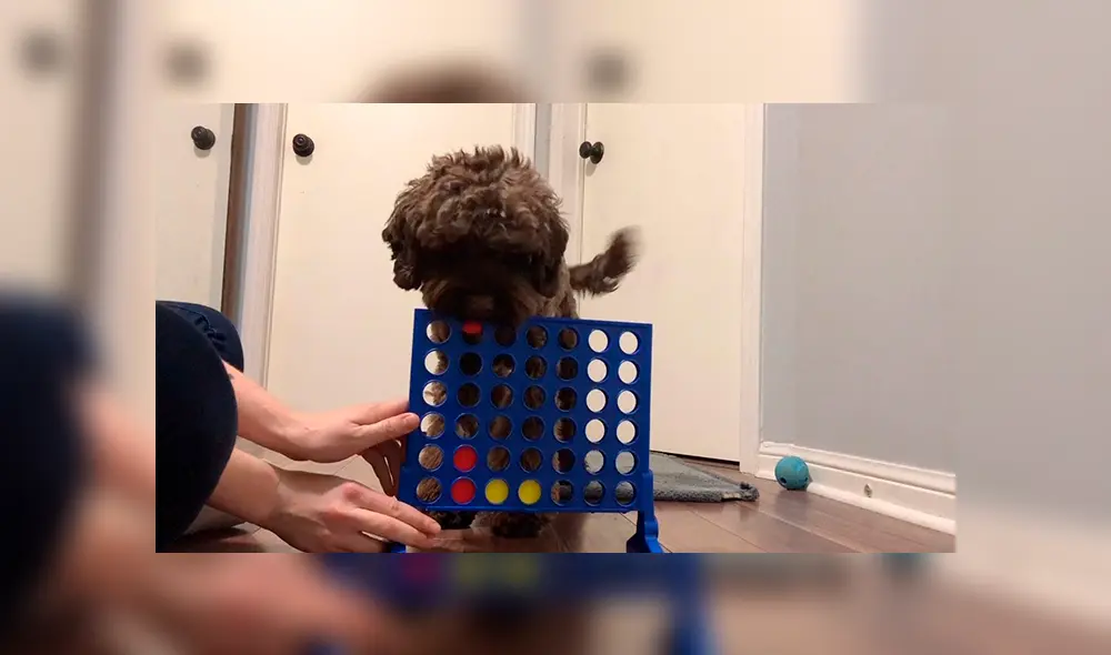 En Facebook, un perro jugó Connect 4 junto a su cuidadora y este sorprendió con sus habilidades. En Facebook, un perro jugó Connect 4 junto a su cuidadora y este sorprendió con sus habilidades.