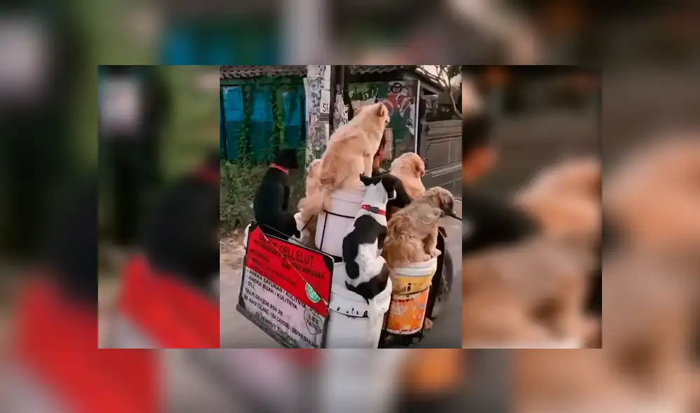 El hombre quería viajar con todos sus perros y no tuvo mejor idea que modificar su motocicleta con una singular idea que ha causado sensación en Facebook El hombre quería viajar con todos sus perros y no tuvo mejor idea que modificar su motocicleta con una singular idea que ha causado sensación en Facebook