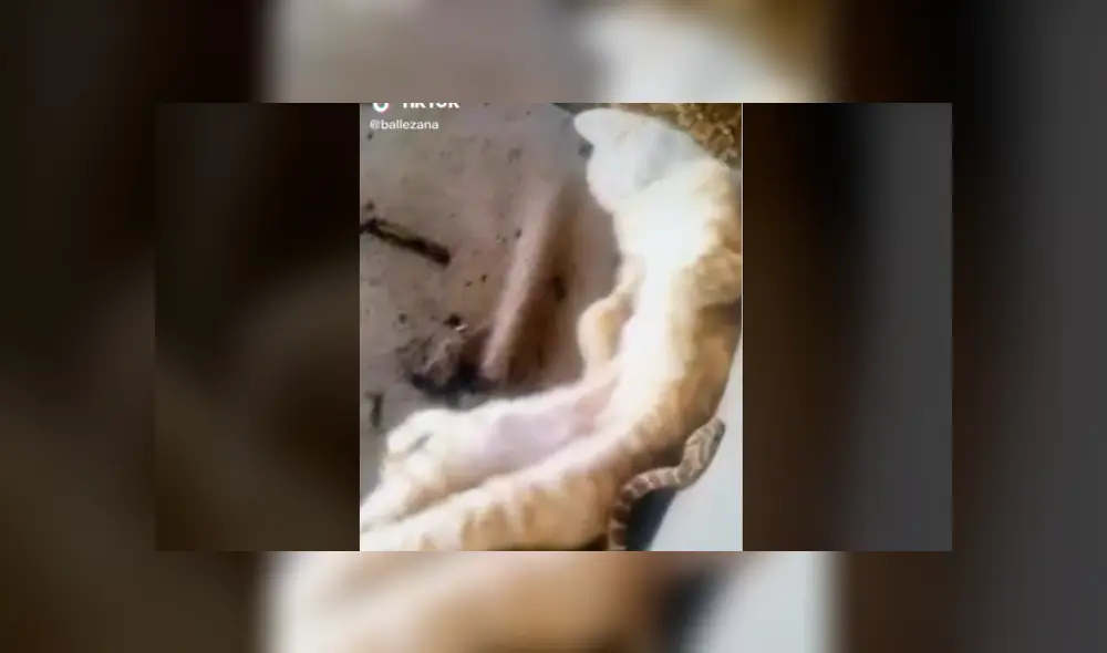 Desliza la imagen para ver la reacción del felino. Foto: ballezana/TikTok