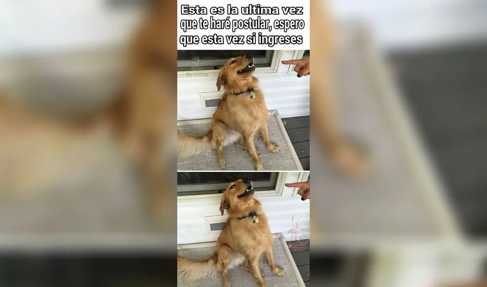 Resultados San Marcos: crueles memes se burlan de los que no aprobaron el examen de admisión 2019 [FOTOS]