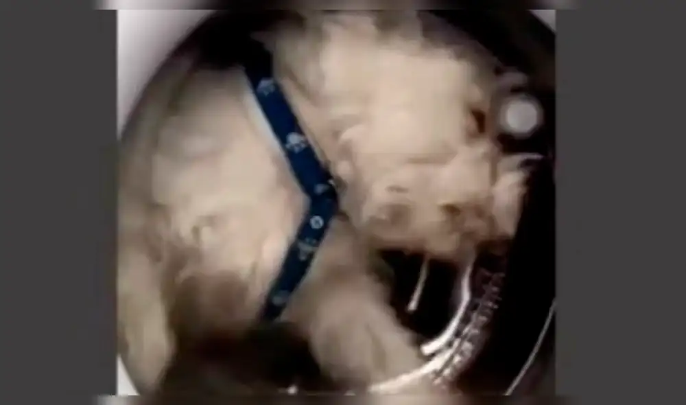 Mete a su perro a la lavadora, la enciende y resultado causa ira en redes Mete a su perro a la lavadora, la enciende y resultado causa ira en redes
