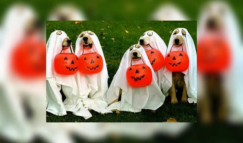 Halloween: 15 disfraces que puede usar tu mascota en ‘Noche de brujas’ [FOTOS]