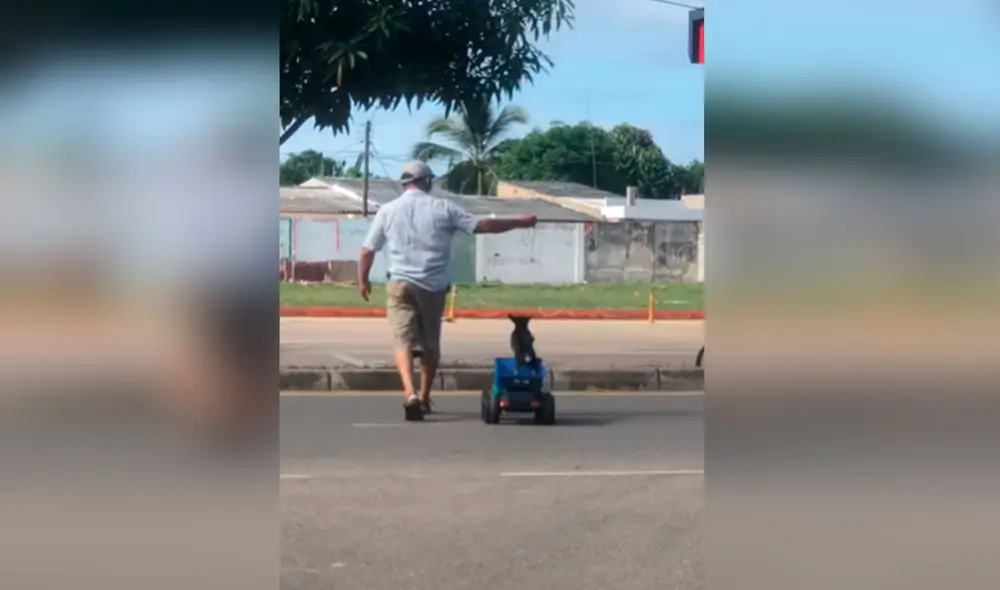 Desliza las imágenes para ver el curioso momento entre un hombre junto a su perro cuando salieron a pasear al parque. Foto: captura de TikTok Desliza las imágenes para ver el curioso momento entre un hombre junto a su perro cuando salieron a pasear al parque. Foto: captura de TikTok