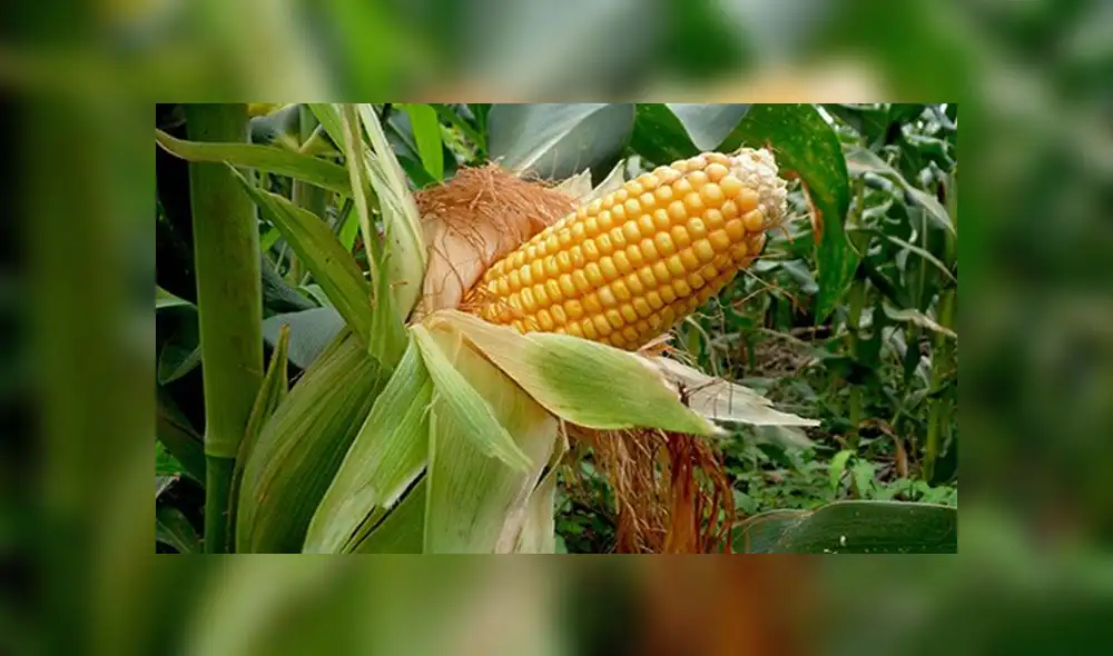 Productores de maíz en Cusco emplean controladores biológicos para reducir uso de plaguicidas