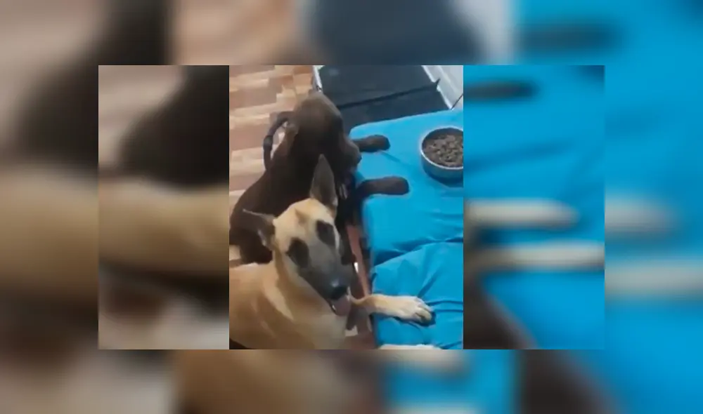 En Facebook, un joven enseñó a sus enormes perros a bendecir sus alimentos antes de consumirlos.