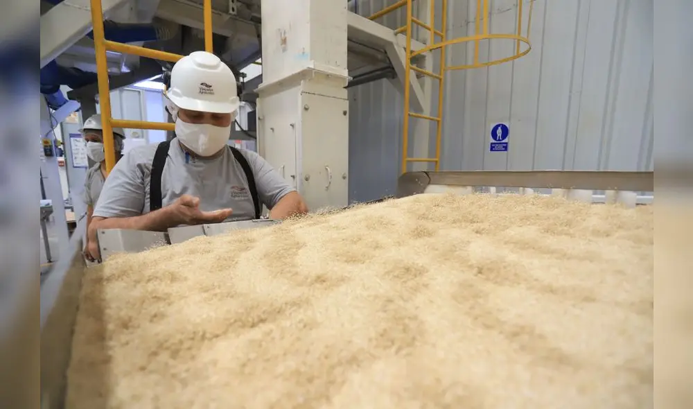 Quinua orgánica se abre paso en mercado alemán. Foto: Minagri Quinua orgánica se abre paso en mercado alemán. Foto: Minagri